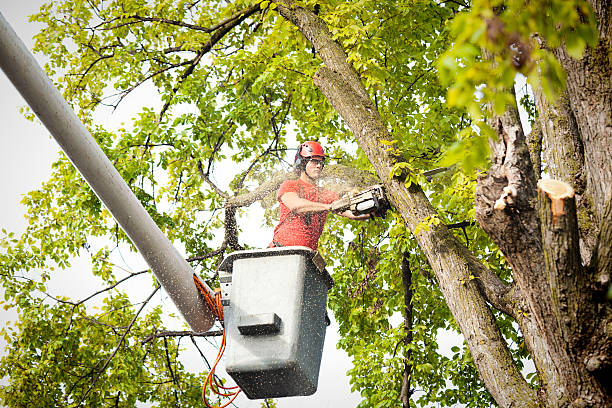 Best Local Tree Services  in Laton, CA